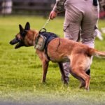 K9 Training Institute